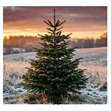 Christmas Trees