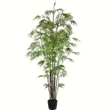 8' Potted Black Japanese Bamboo Tree