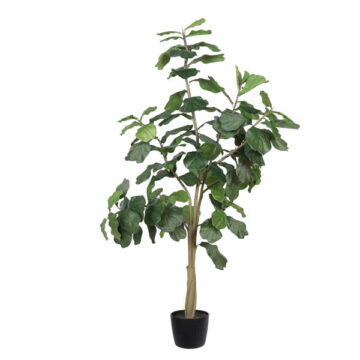 8' Potted Fiddle Tree 114Lvs