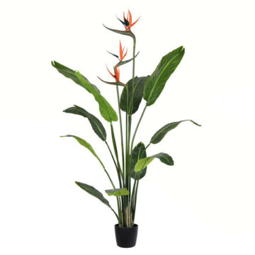 4' Potted Bird of Paradise Palm 11 Leave