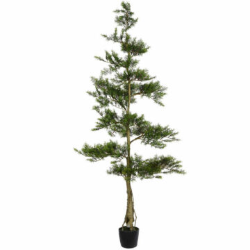 6′ Potted Cedar Tree 390Lvs