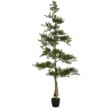 6' Potted Cedar Tree 390Lvs