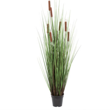 48" Grass with 8 Cattails Potted