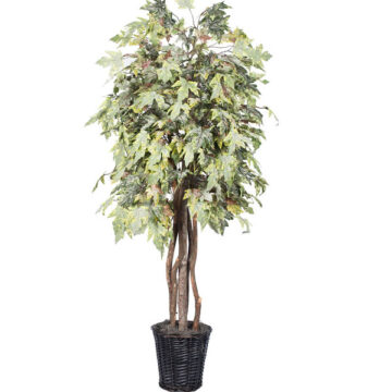 6' Frosted Maple Executive