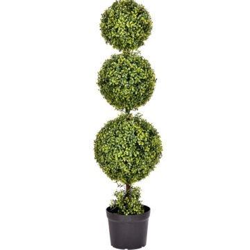 4' Boxwood Triple Ball in Pot UV