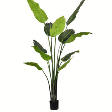 6' Potted Travelers Palm 11 Leaves