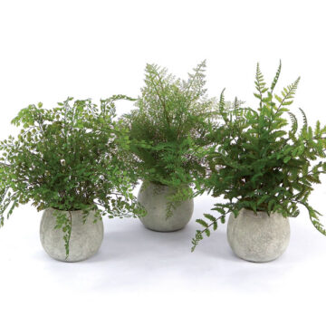 Potted Fern (Set of 3) 14"H Plastic
